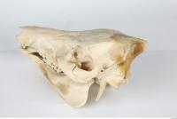 Skull Boar - Sus scrofa 0083